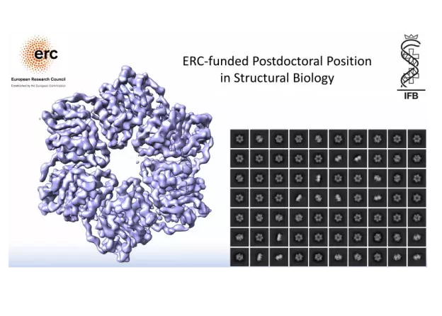 ERC Postdoctoral Research Fellow position at the Structural Biology Laboratory