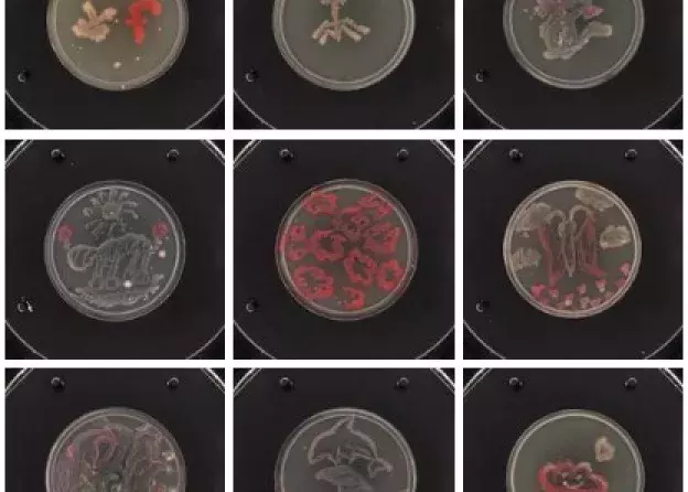 Konkurs BioArt: Kto spędzi dzień w laboratorium MWB? Zagłosuj już teraz!